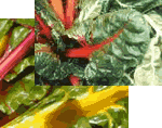 Swiss Chard